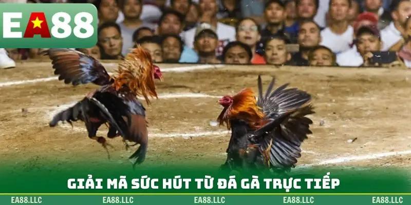 Giải mã sức hút từ đá gà trực tiếp